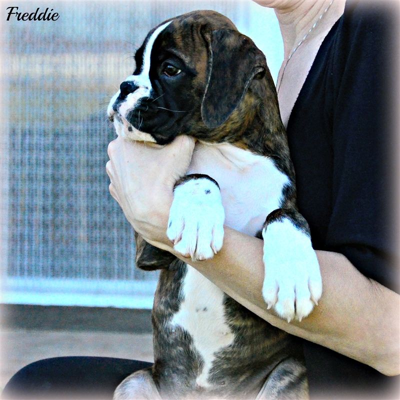 9,5 weeks